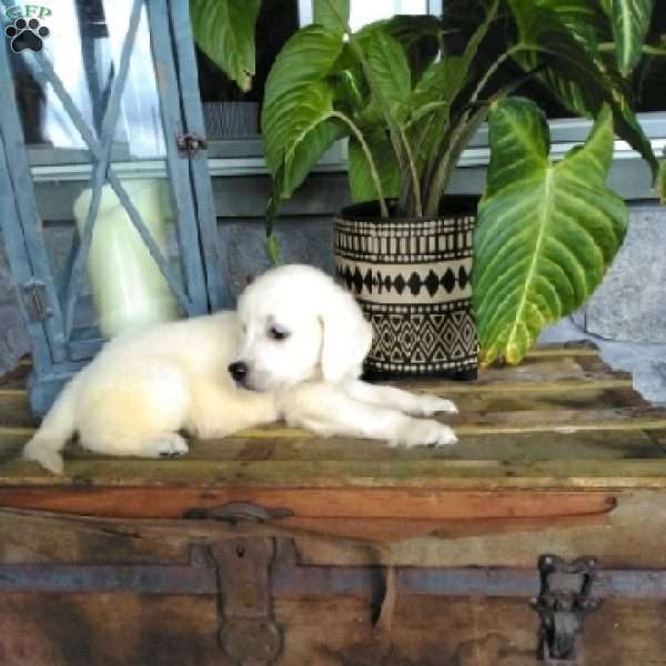 Rocky, English Cream Golden Retriever Puppy